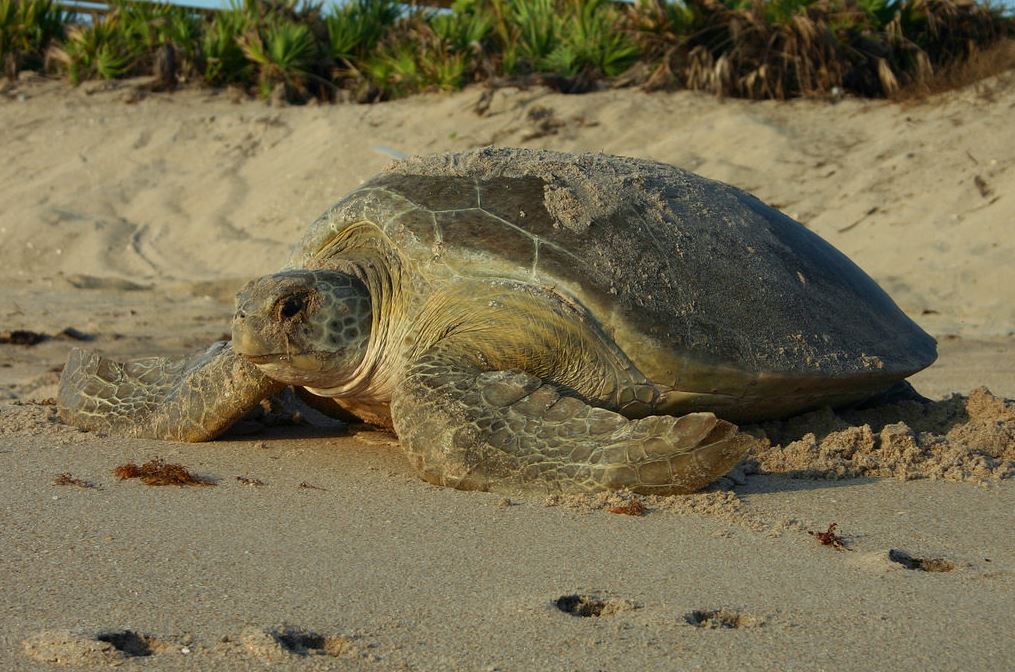Mama sea turtle on Martin Count beach