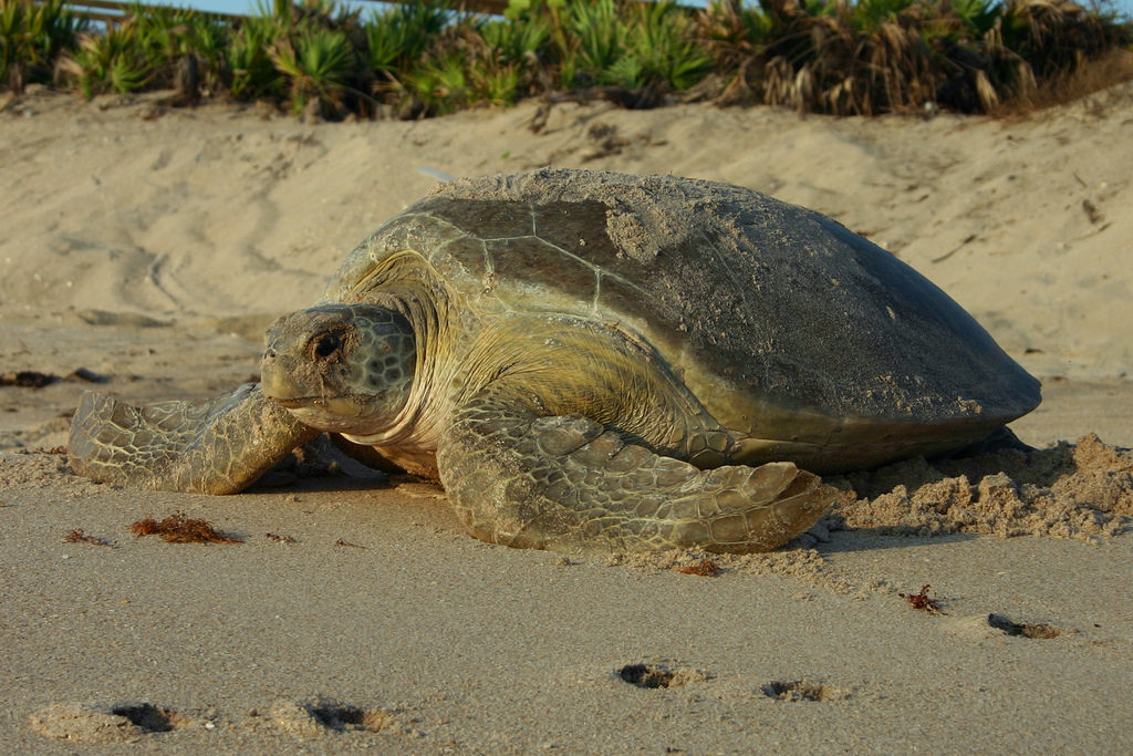 Green Sea Turtle Hobe Sound Nature Center