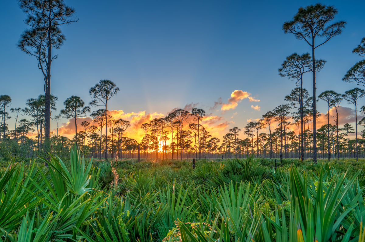 Jonathan Dickinson State Park Image