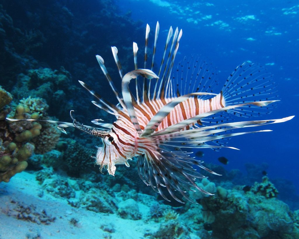 Coral Reefs  Martin County Florida