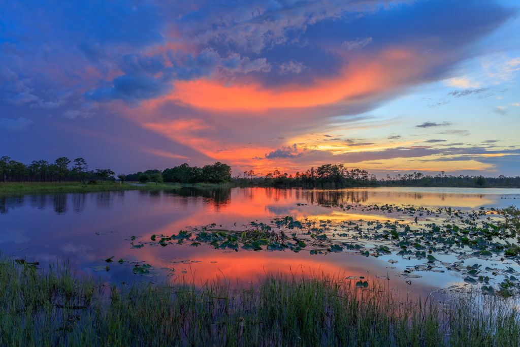 Martin County Wetlands