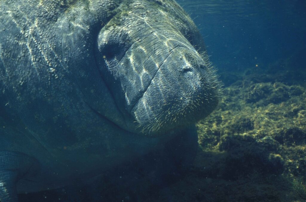A close-up photograph of a manatee swimming in the waters of Martin County, Florida