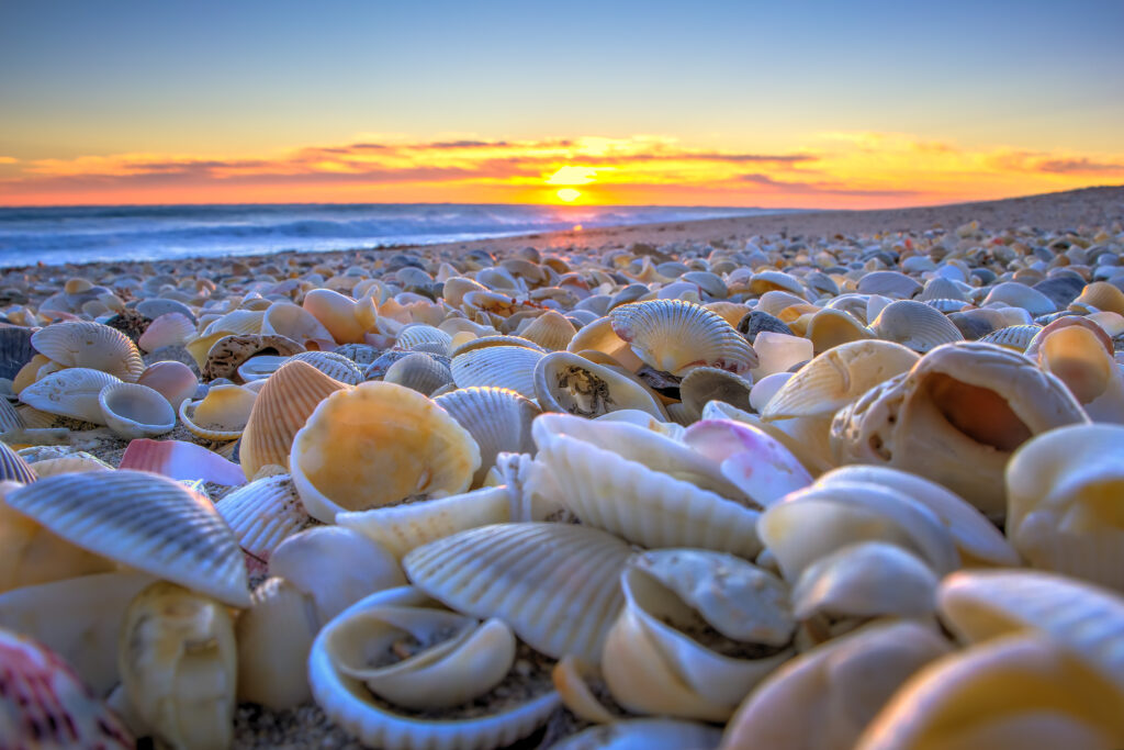 A photo of the beach at sunrise with an assortment of colorful shells scattered atop the sand.