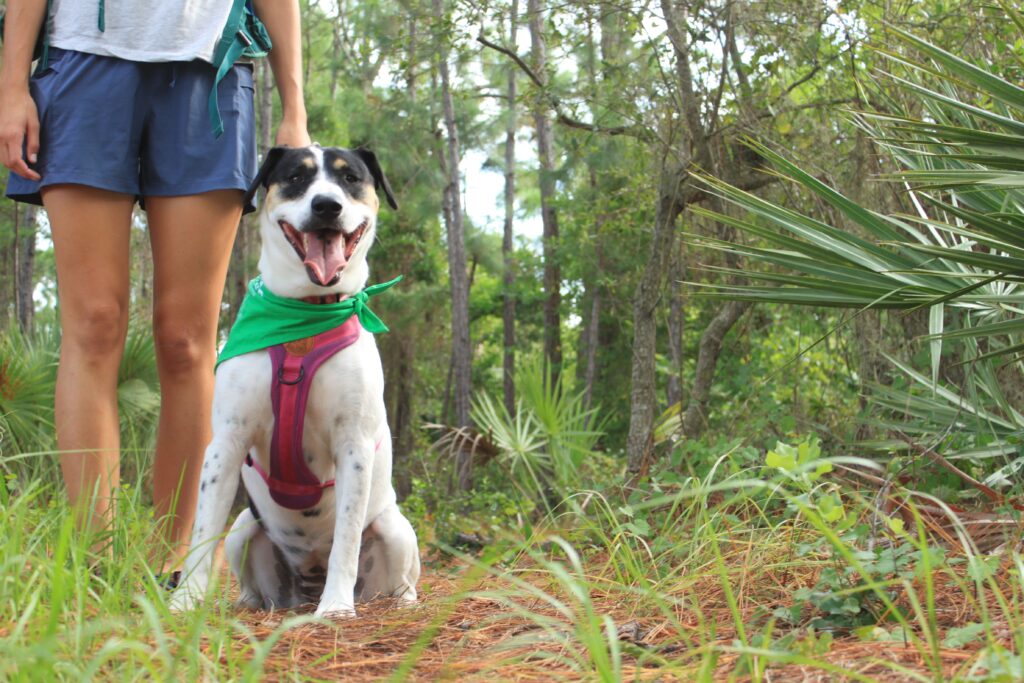 Martin County Florida is a Pet-Friendly Vacation Destination