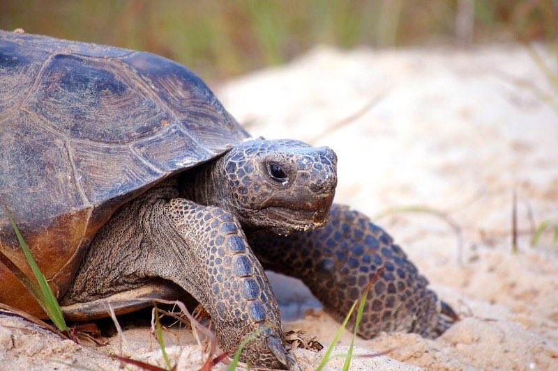 close up of a gopher tortoise