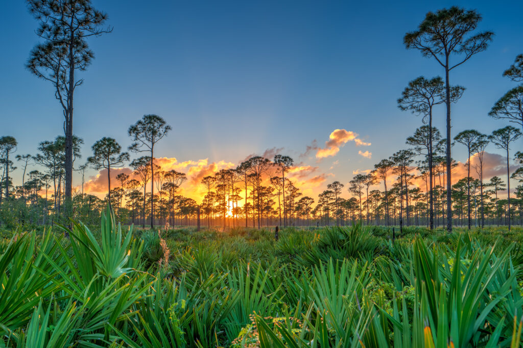 a sunrise photo at Jonathan Dickinson State Park Forest Sunset feature trees and other foliage