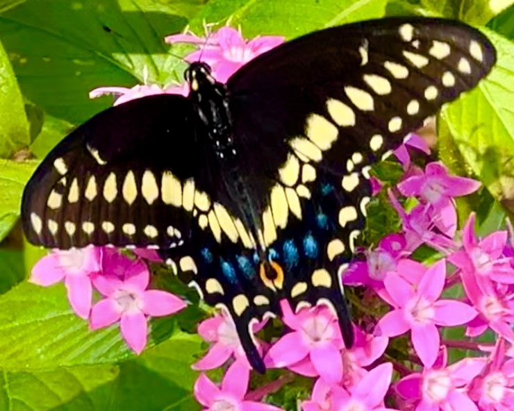 black butterfly in a bed of flowers
