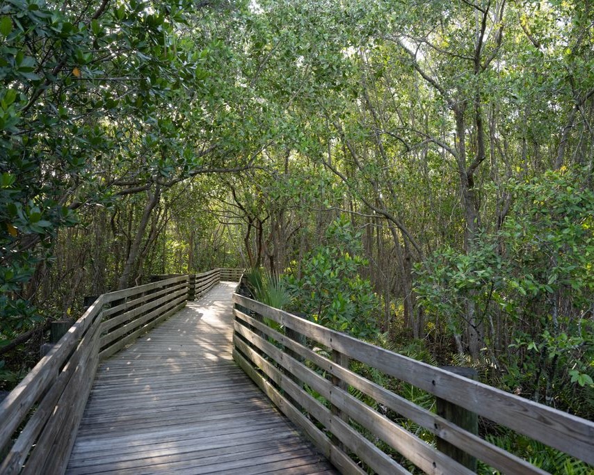 wooden bridge path through a forest