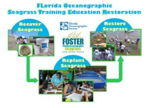 seagrass trining education restoration