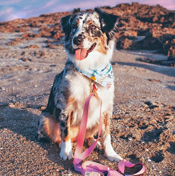 A happy dog enjoying his visit to Ross Witham Beach