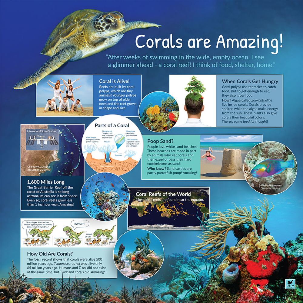 Image Credit: Hobe Sound Nature Center