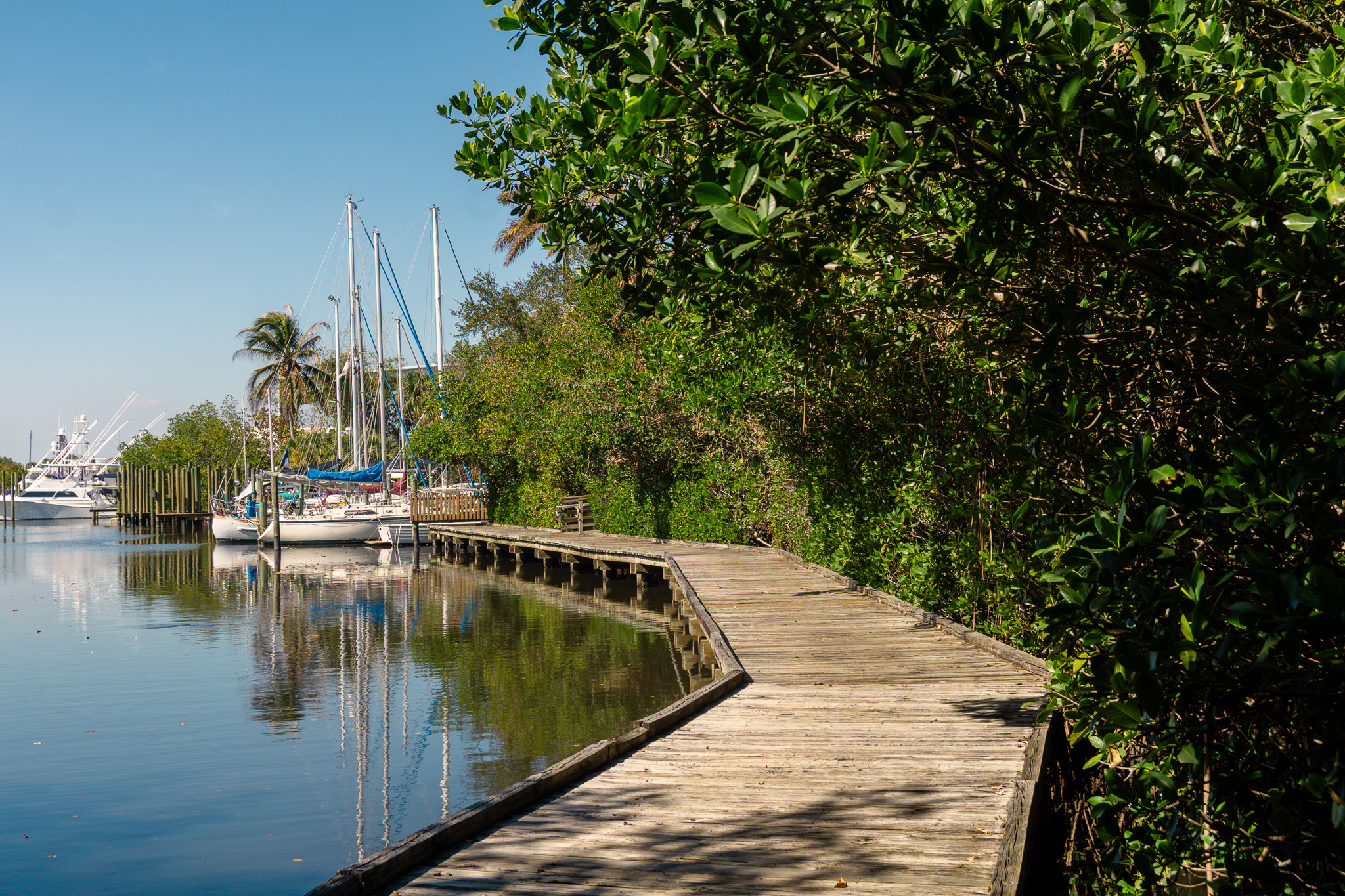 Manatee Pocket Boardwalk Image