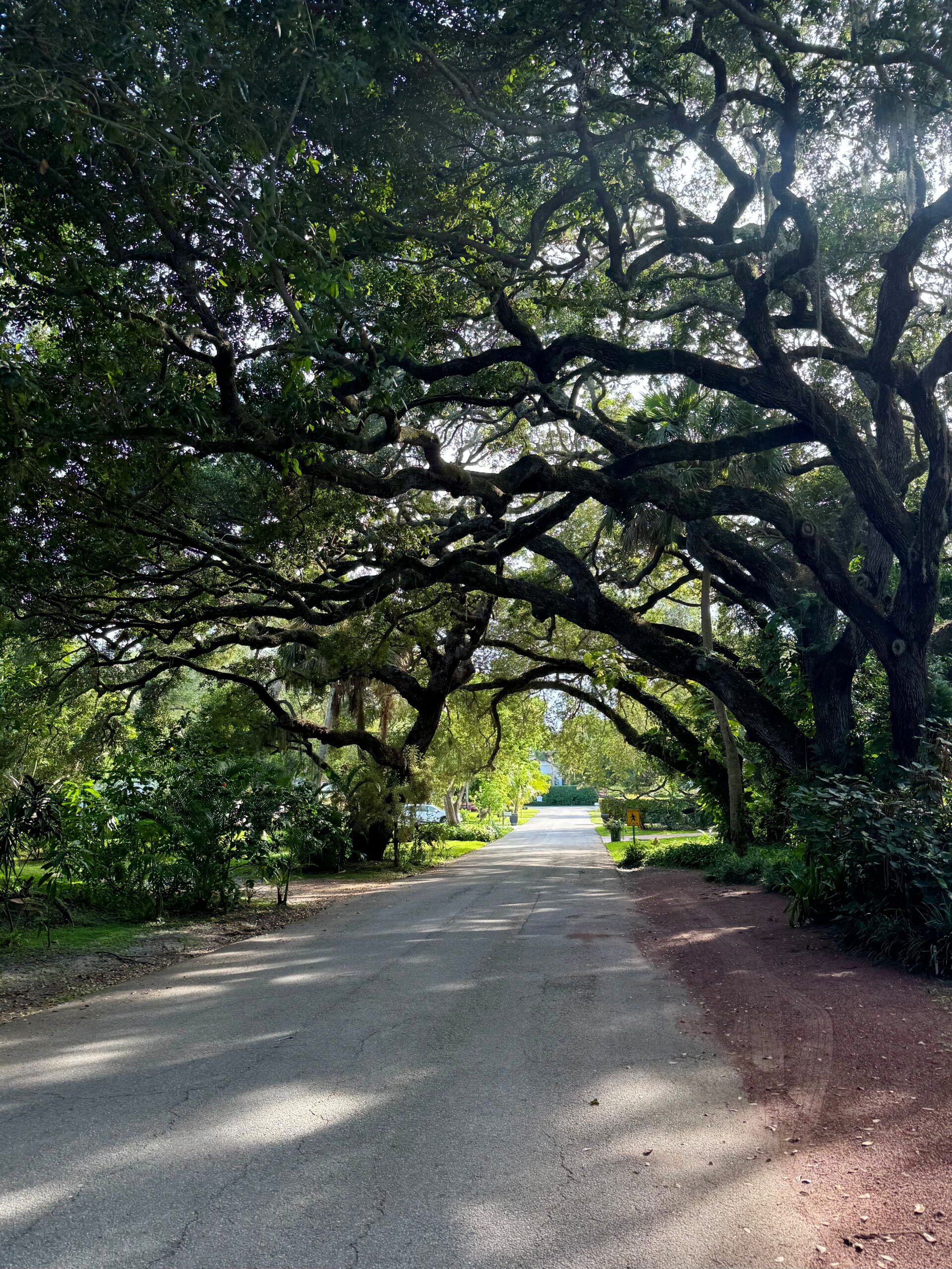 Designated Tree City  Image