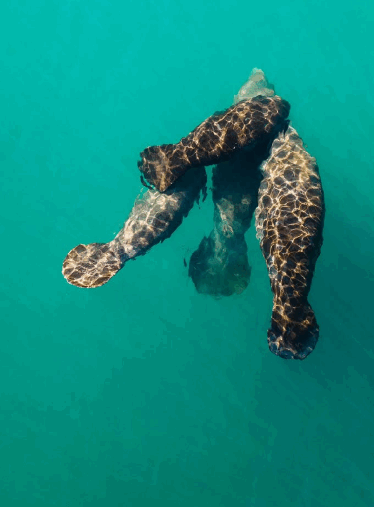 Pod of manatees swimming.