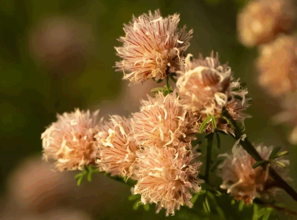 Peach Fuzz Color of the Year as seen in "Summer's Farewell" wildflowers growing in Jonathan Dickinson State Park