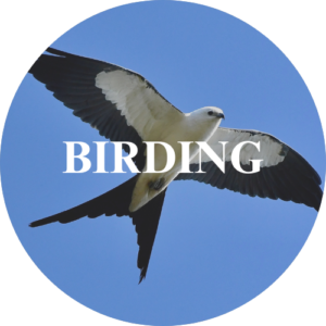 birding