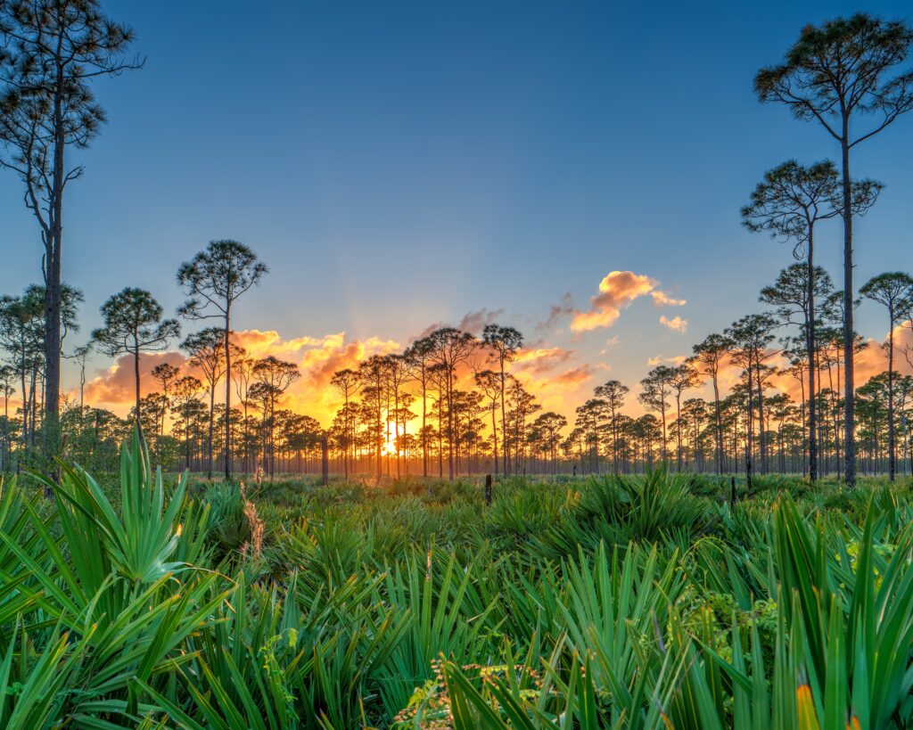 Canopy of trees at sunset