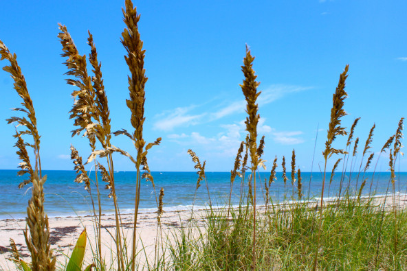 Sand dune grasses in the foreground with a sandy beach, ocean, and blue sky in the background.