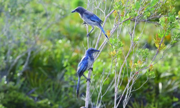 Scrub Jay Walk event image