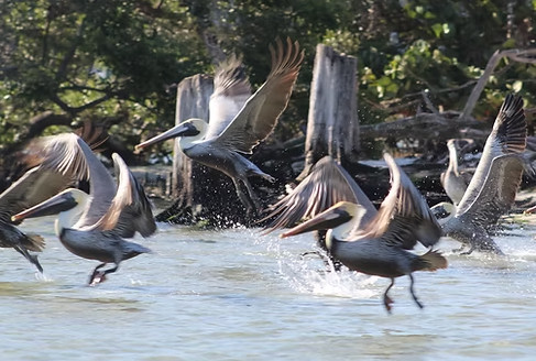 Flock of brown pelicans taking off from the water’s edge with trees and stumps in the background.