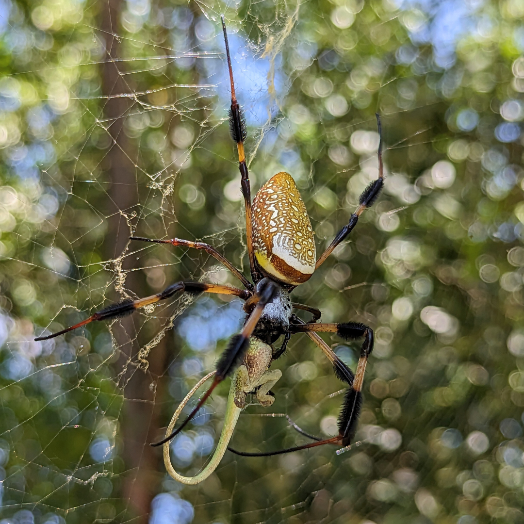 Golden silk orb-weaver spider in its web with a patterned yellow abdomen, set against a blurry green forest background.