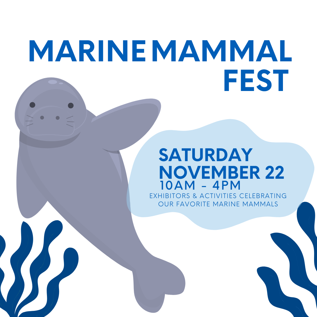 Illustrated manatee and event details for Marine Mammal Fest on Saturday, November 22, 10am–4pm, with exhibitors and activities.