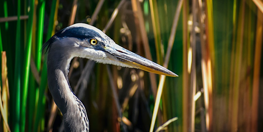 Florida Wetland Birding Walk