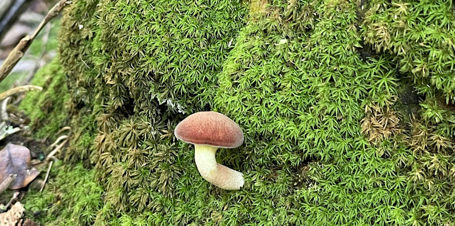 Small brown mushroom growing on bright green moss in a forest setting.
