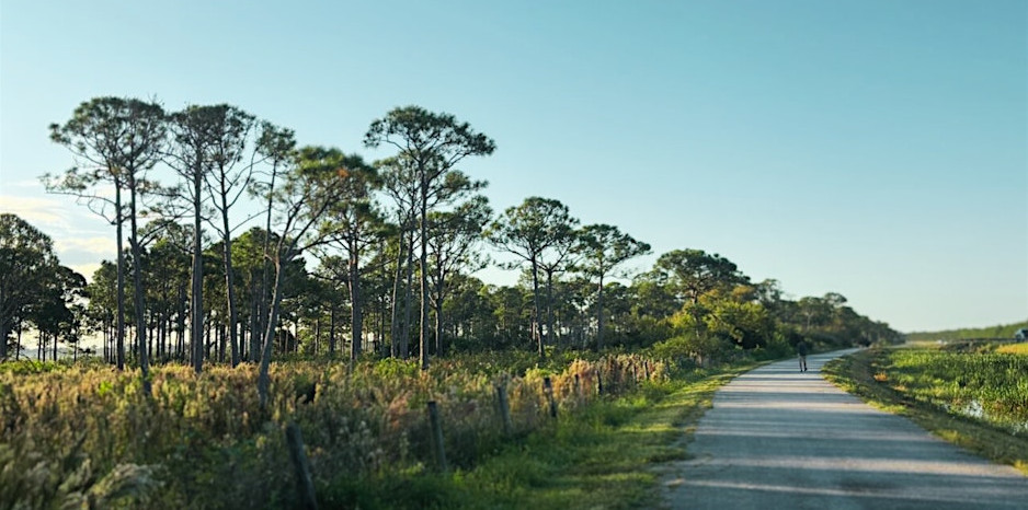 Spotted pufferfish swimming near green plants in an aquarium.