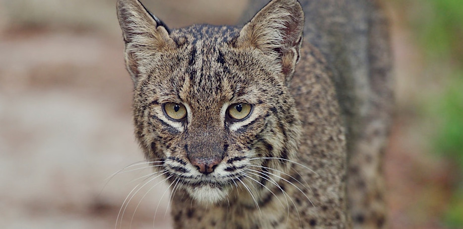 Spotted wild cat staring forward with upright ears.