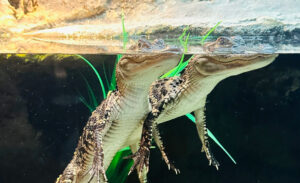 Two alligators floating in the water