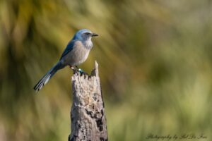 Blue-gray bird perched on the tip of a weathered tree branch against a soft green background.