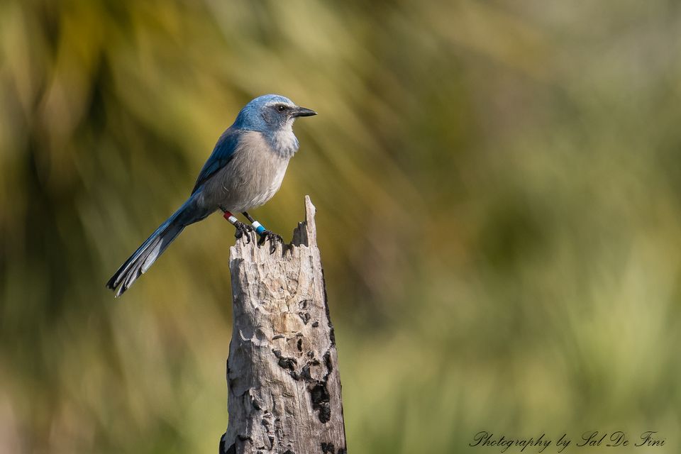 Scrub Jay Walk