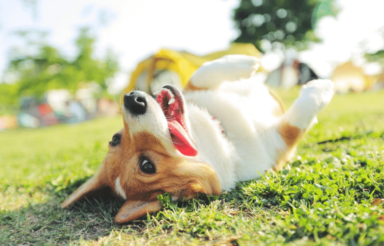 A corgi dog rolls playfully on its back in the grass, mouth open and tongue out, with a blurred background of green trees and a yellow tent.