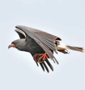 A dark gray bird with orange legs and beak, possibly a kite, flies with wings spread against a pale sky.