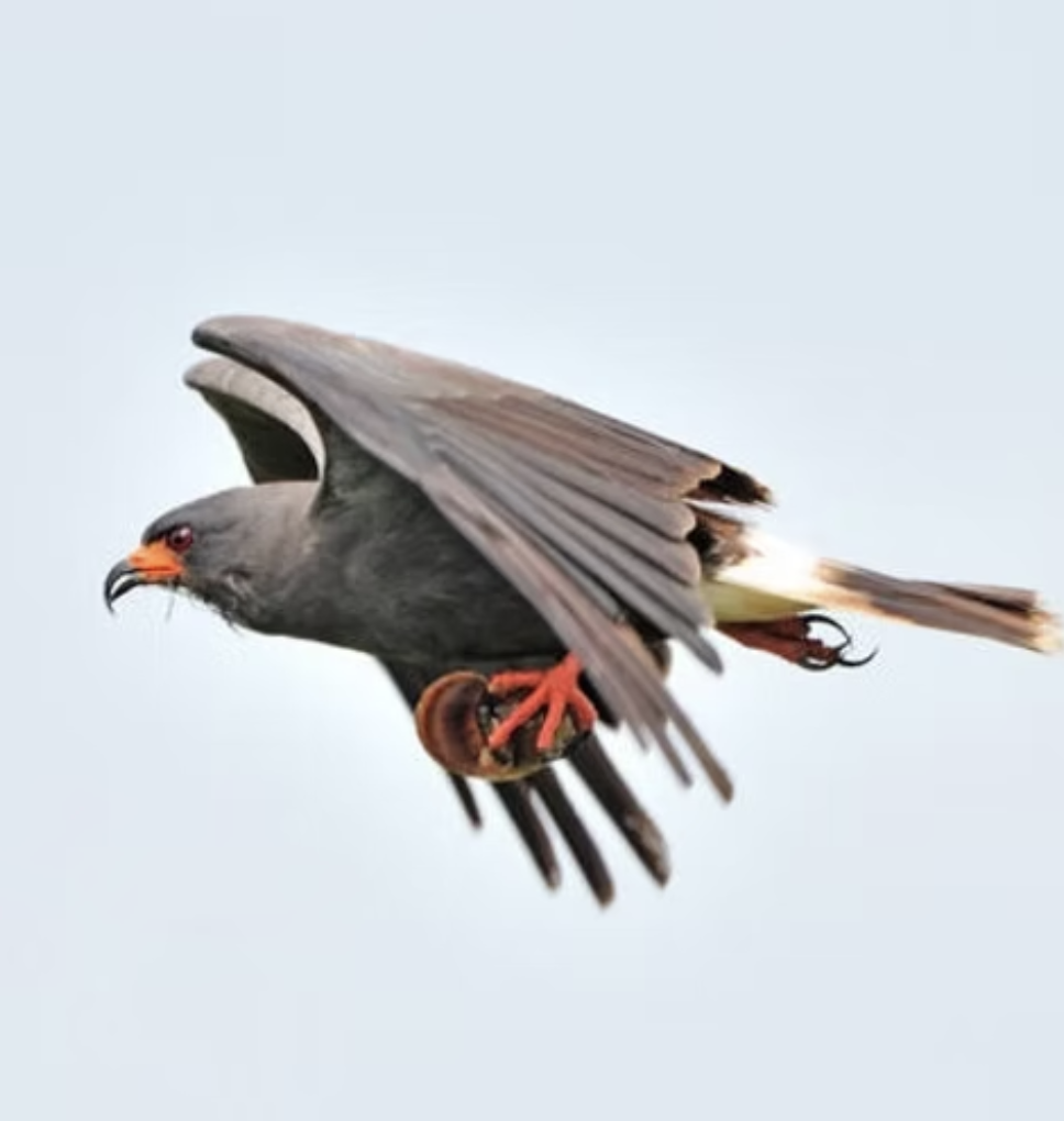 A dark gray bird with orange legs and beak, possibly a kite, flies with wings spread against a pale sky.