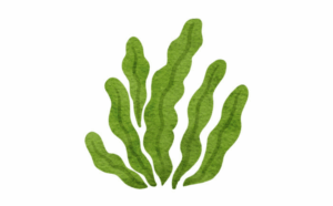 Simple illustration of wavy green seaweed fronds grouped together on a white background.