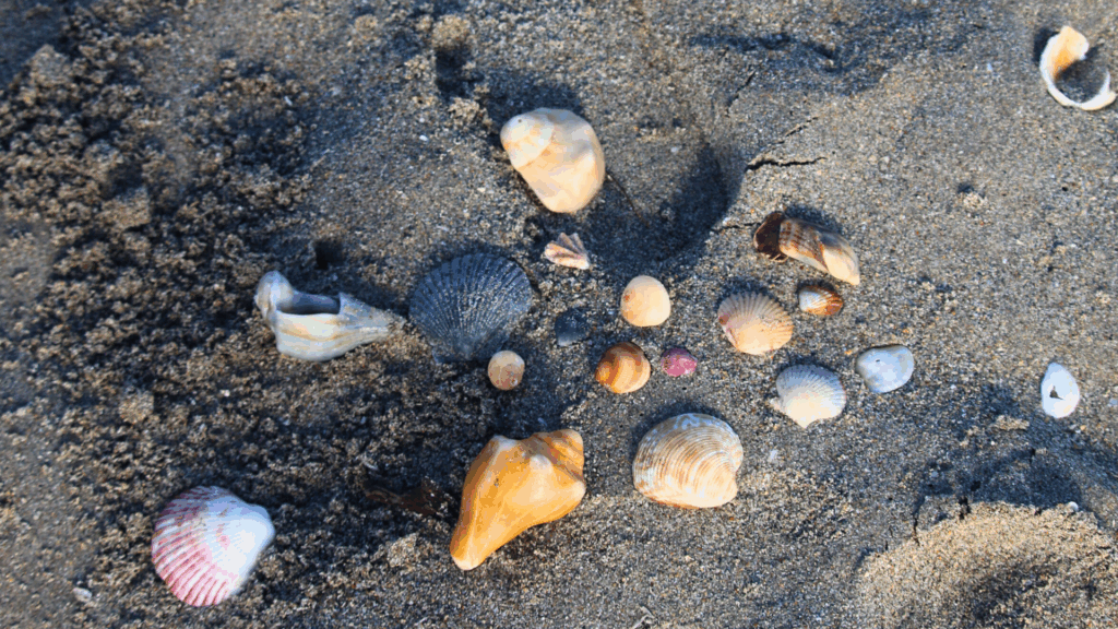 Guided Beach Walk event image