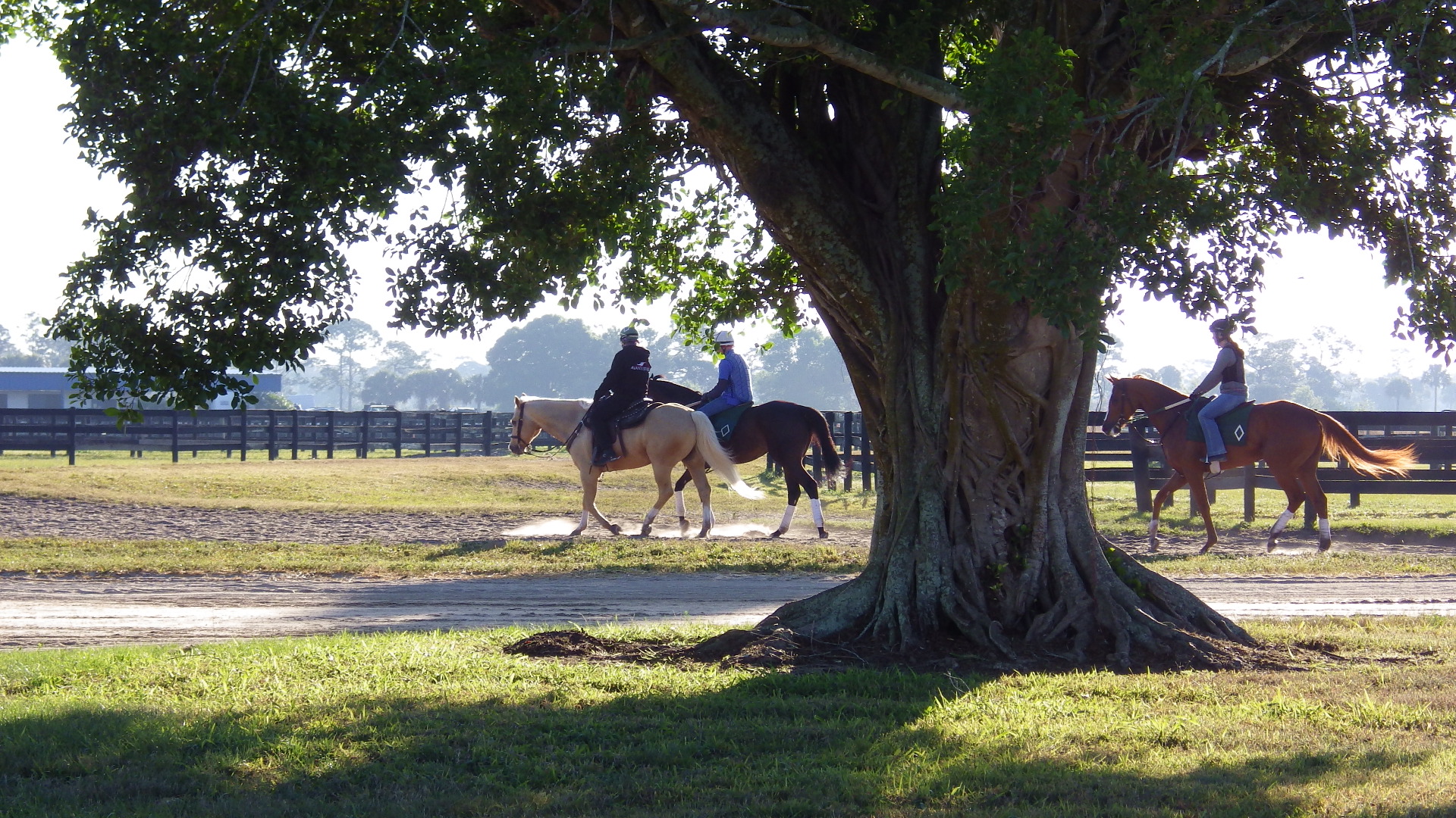 Equestrian Activities