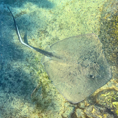 Sandy the stingray swimming at the Florida Oceanographic Coastal Center.