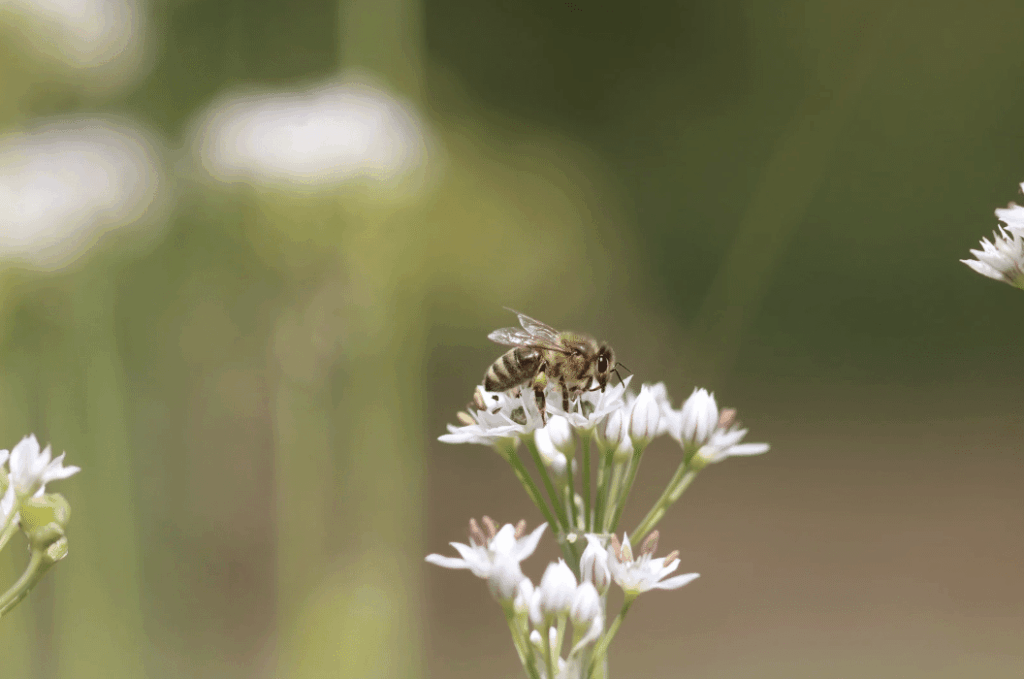 Simply Rooted Class: Pollinators and Pests event image