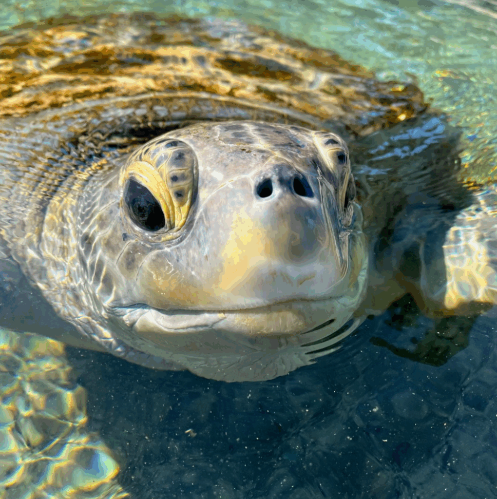 Close-up of Cleo the sea turtle peeking her head out of the water.