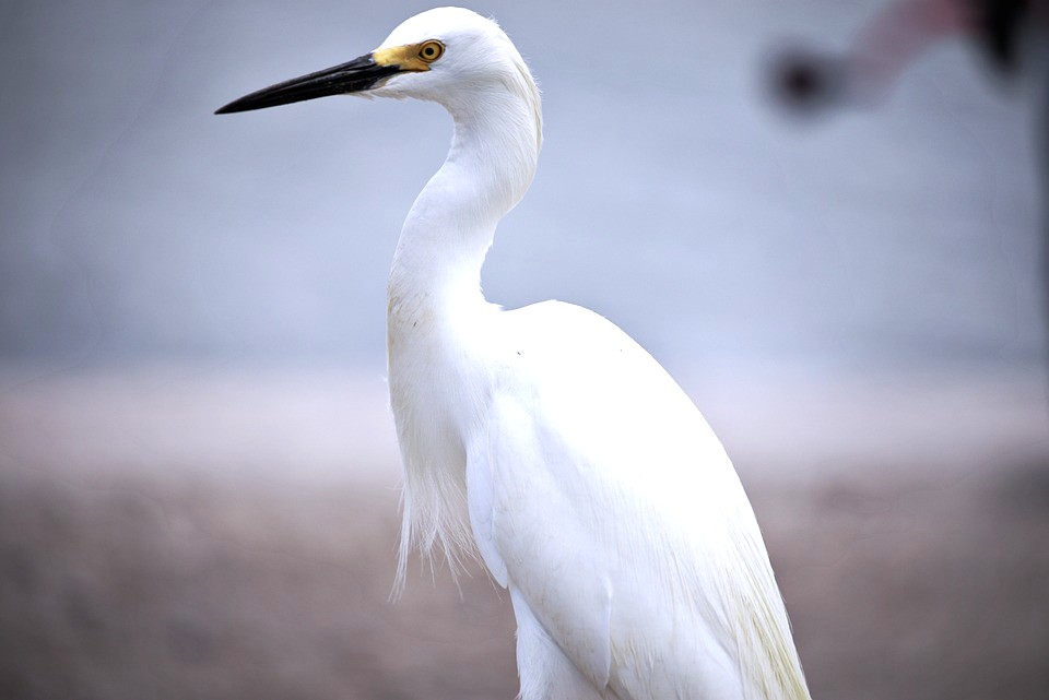 snowy egret perched by the water.