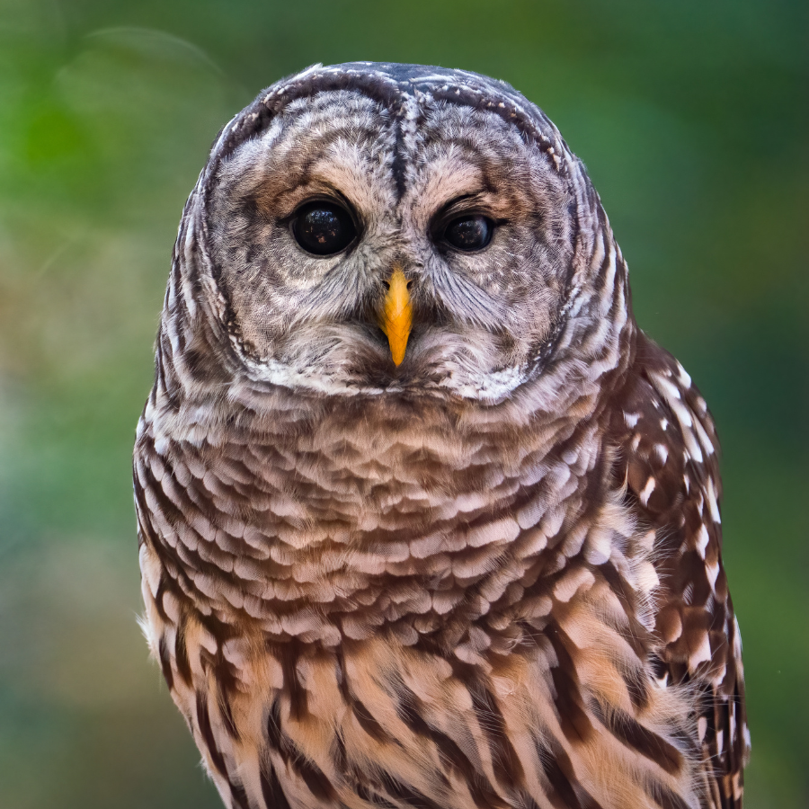 Image of an owl