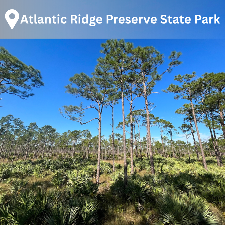 image of towering slash pines over a sunny field of saw palmettos