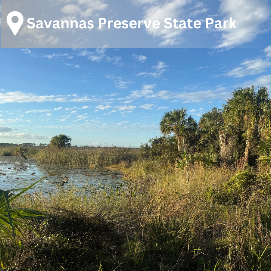 a view of a wetland lined by majestic sabal palms