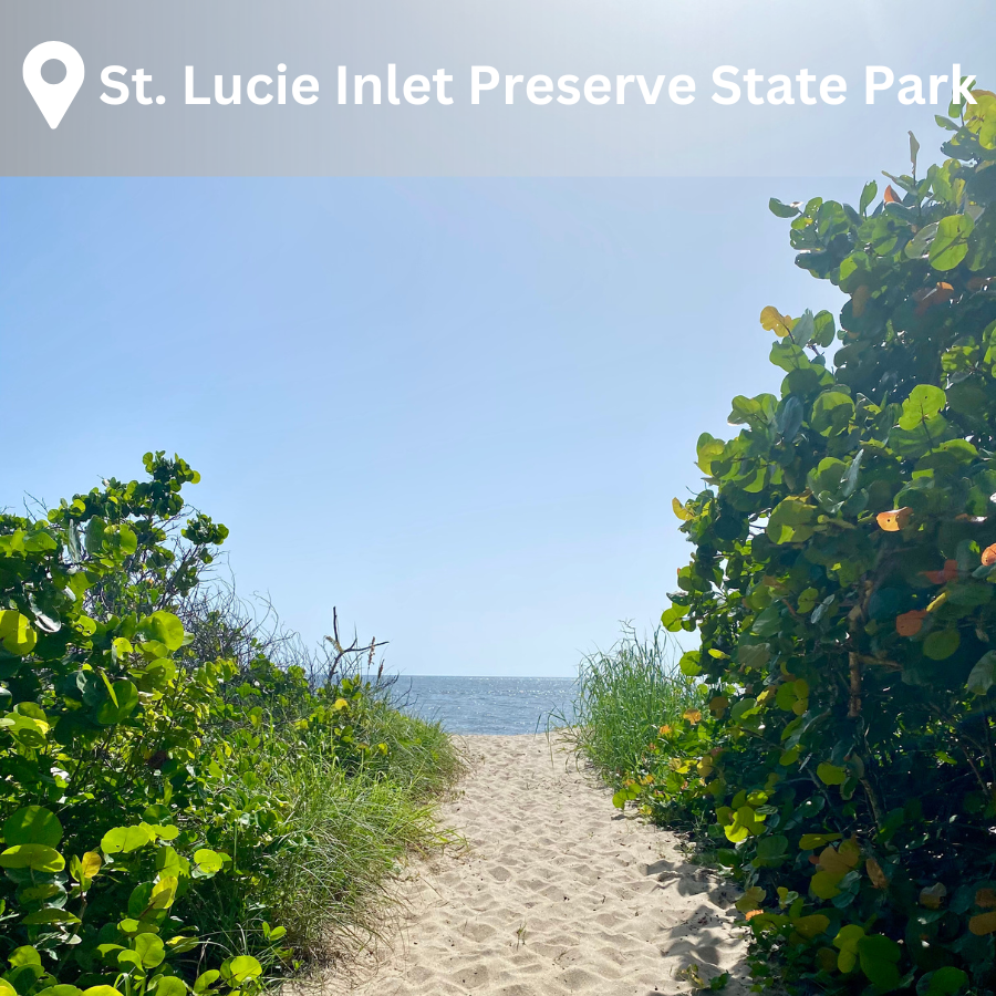 a pathway out to the beach lined by sea grapes and sea oats