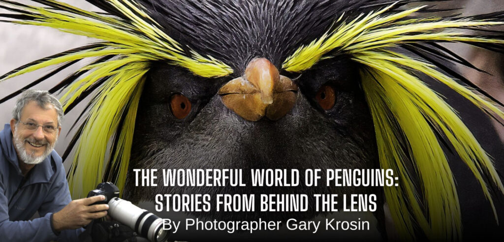 The Wonderful World of Penguins: Stories from Behind the Lens event image