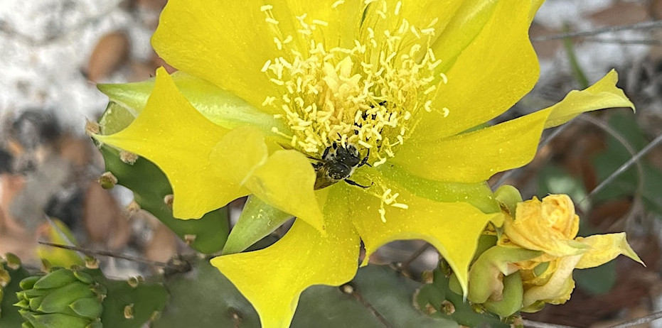 Exploring Savannas Preserve State Park Nature Walk event image