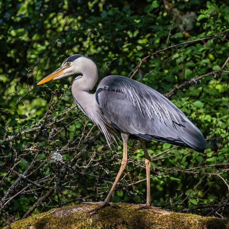 image of a stunning great blue heron on a log in the forest